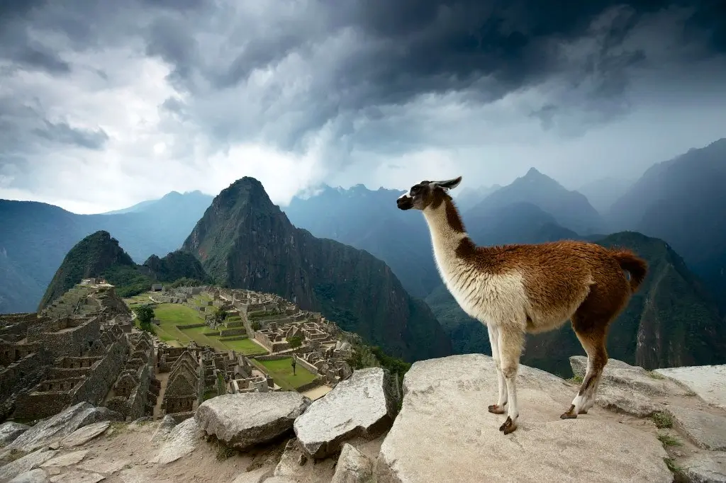 Llamas en Machu Picchu