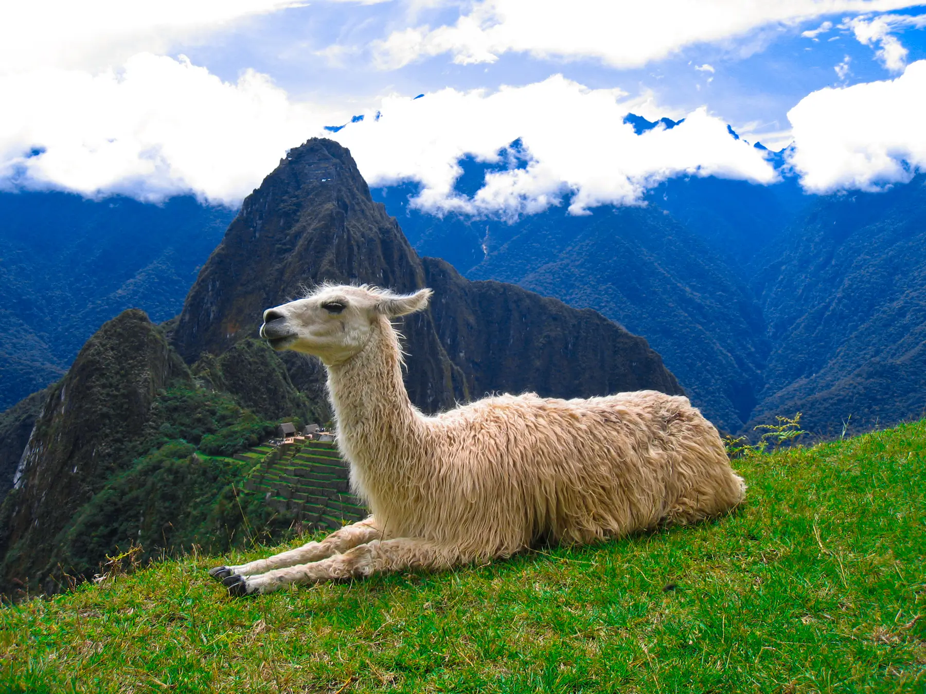 Llamas en Machu Picchu
