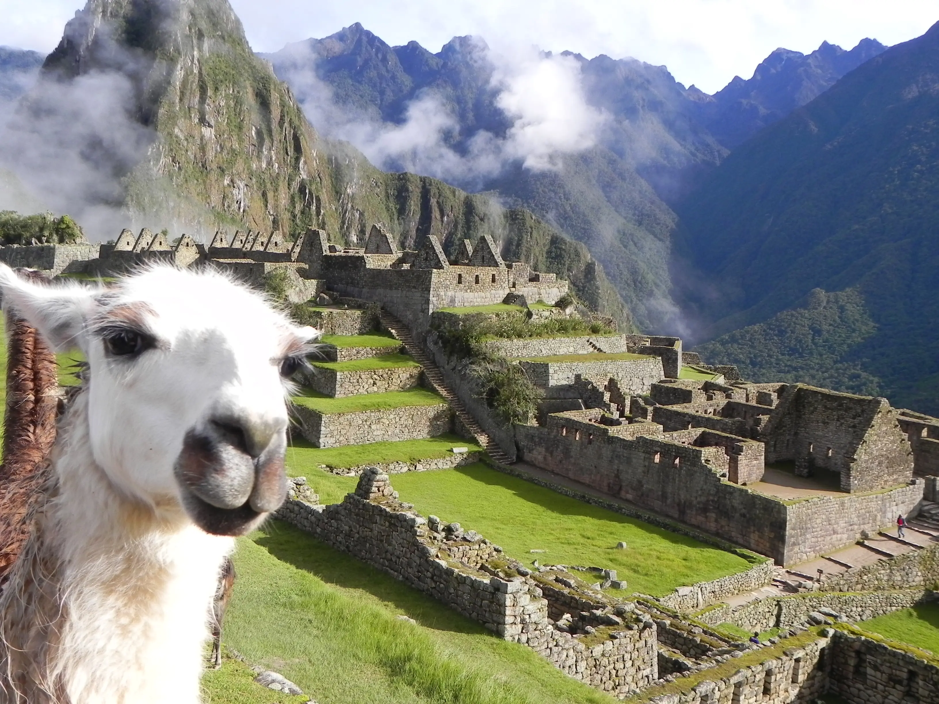 Llamas en Machu Picchu