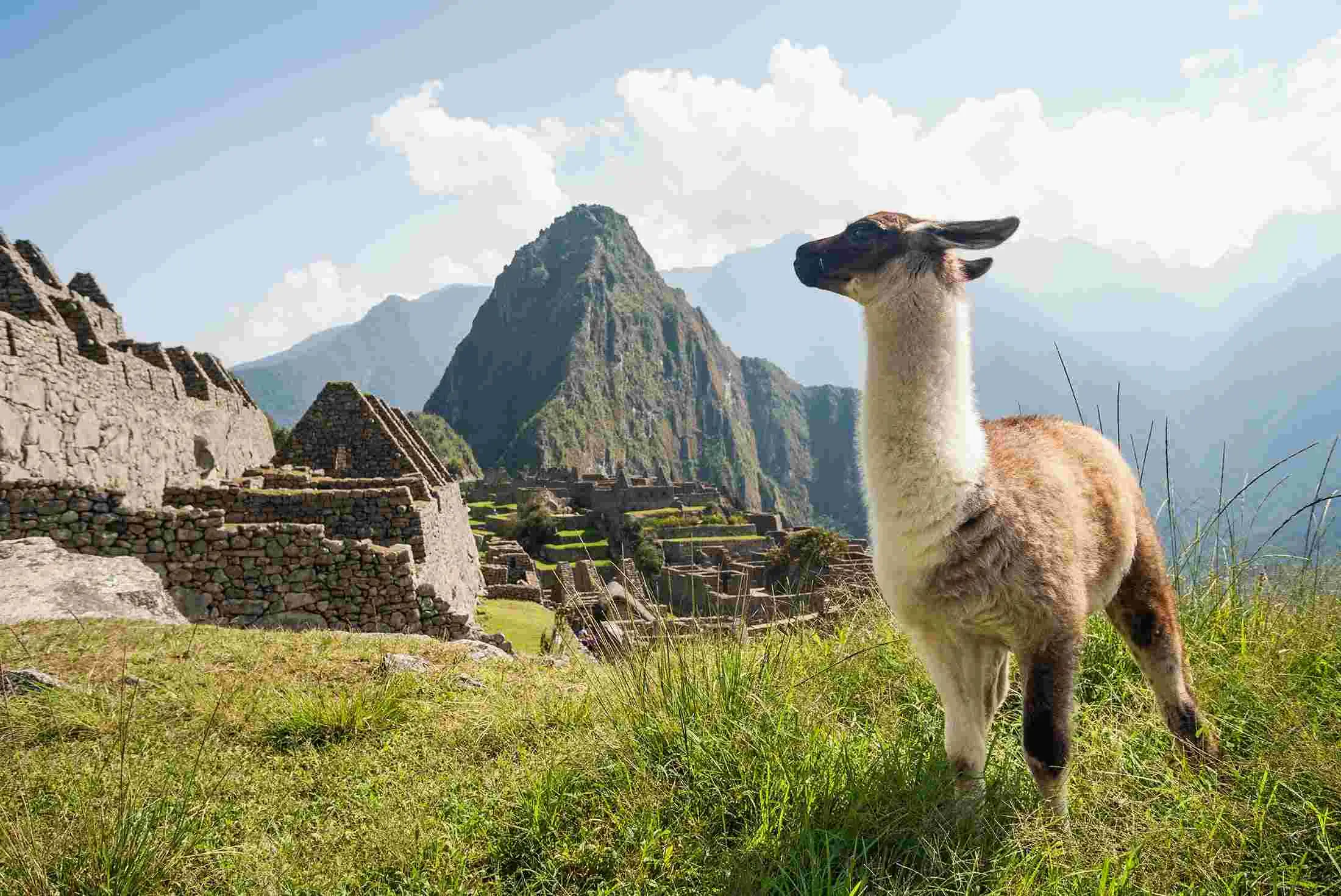 Llamas en Machu Picchu